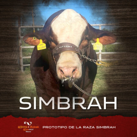 Prototipo de la Raza Simbrah