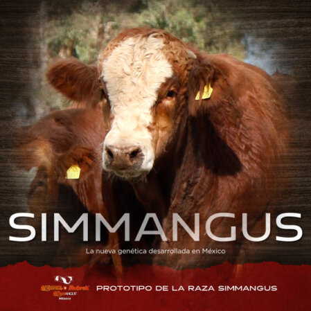 Prototipo de la Raza Simmangus